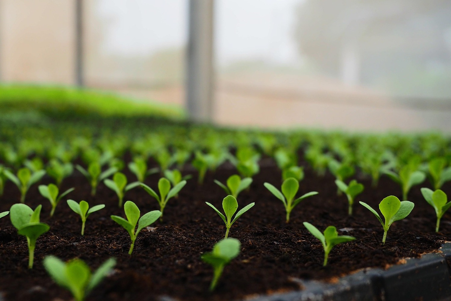 Seed keyword: cosa sono e a cosa servono per la SEO strategy?
